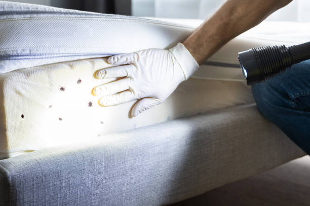 Best Flea Control Services  in Huron, CA