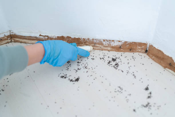 Best Bed Bug Extermination  in Huron, CA