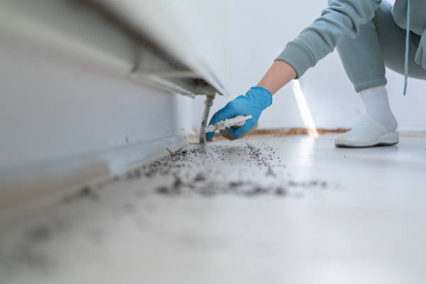 Best Termite Control Services  in Huron, CA